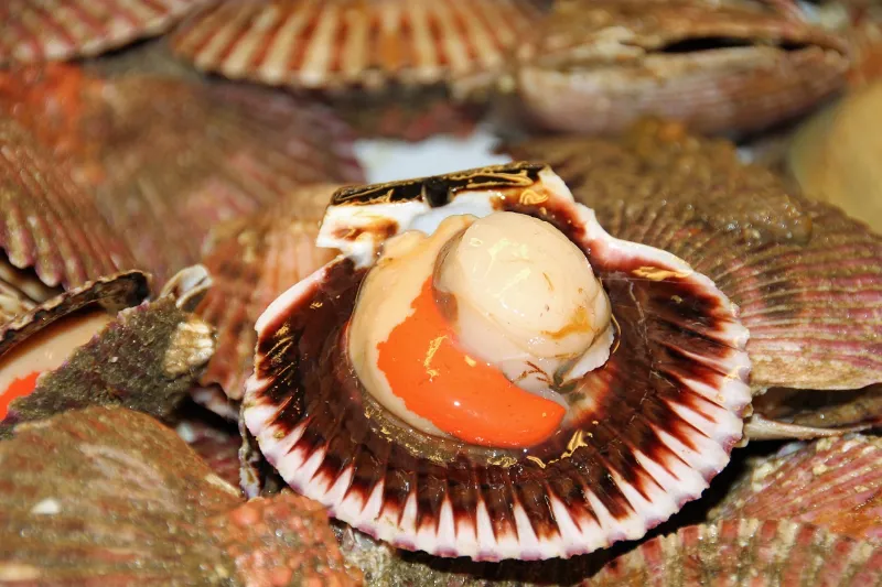 How To Thaw Scallops - Tasty Tips For Your Cooking  7 how to thaw scallops